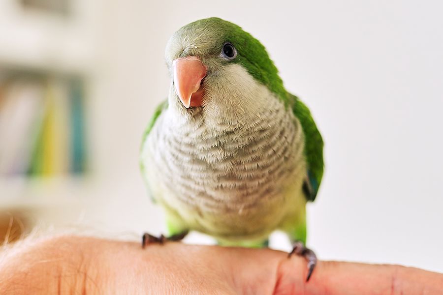 super cute green parrot on a man's hand
