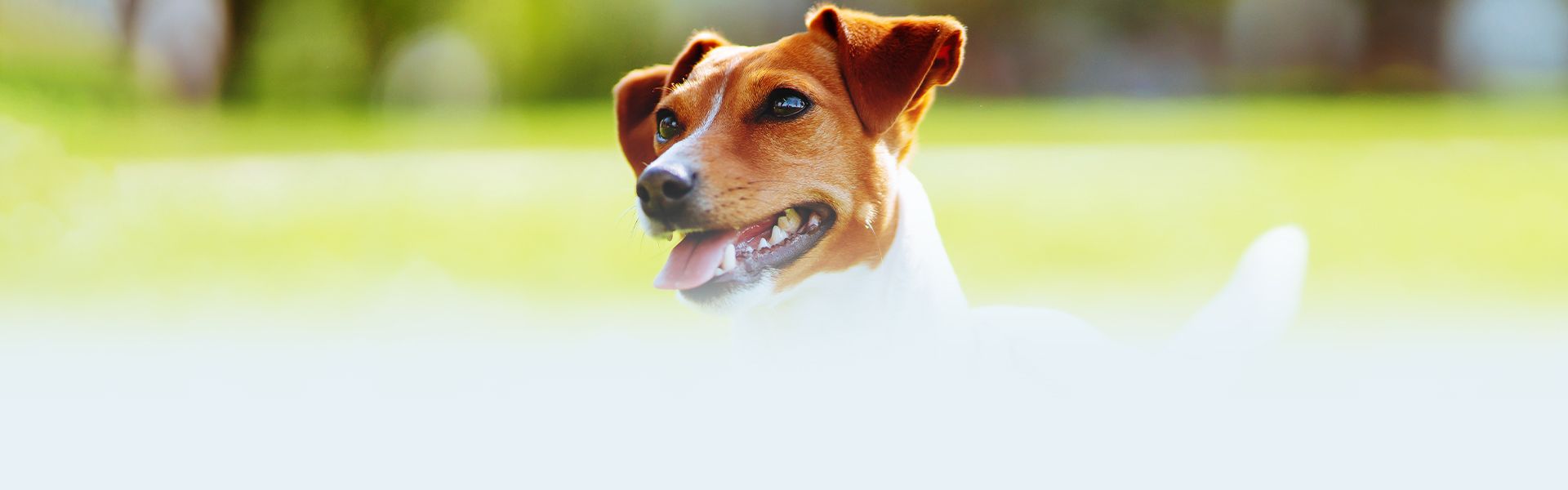 smiling jack russell dog with a blurry background
