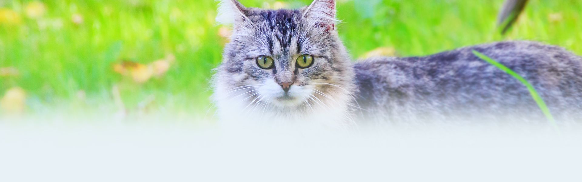 beautiful cat standing on green grass