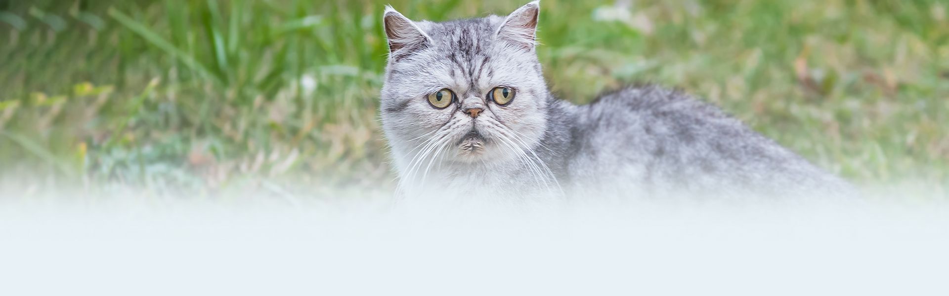 gray shorthair cat among green grass